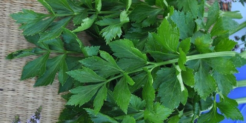 Možete li jesti lišće celera